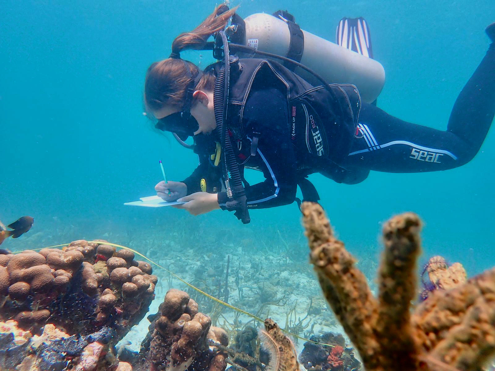 Diver doing coral survey