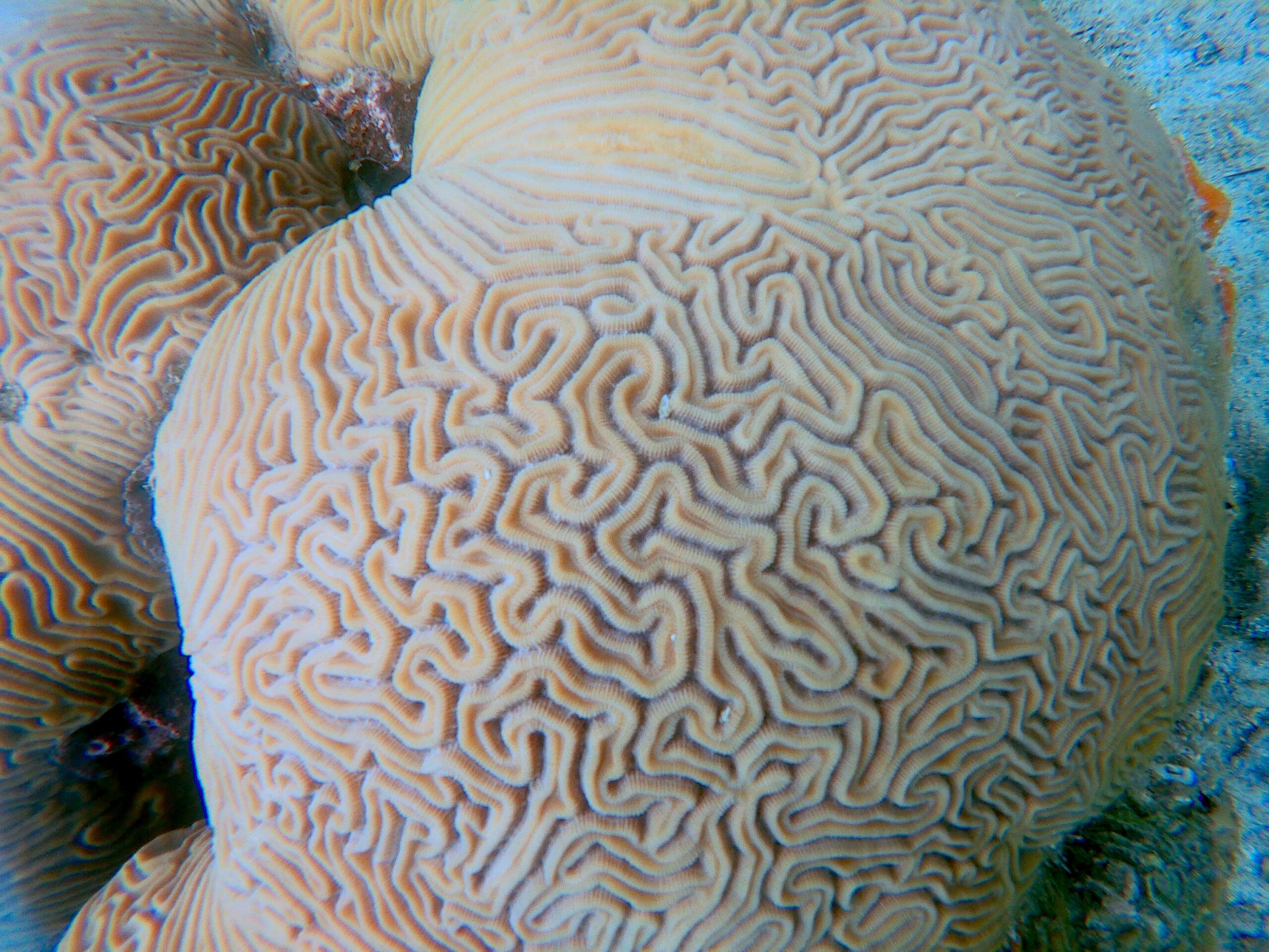 Paling Brain Coral